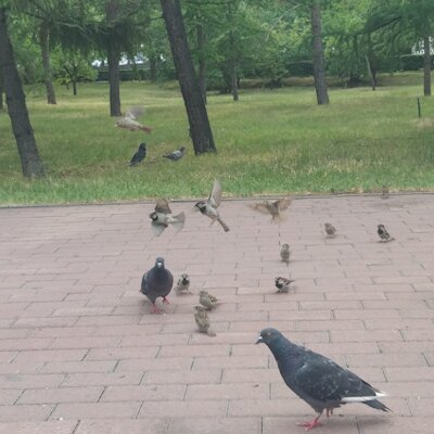 14_birds.png