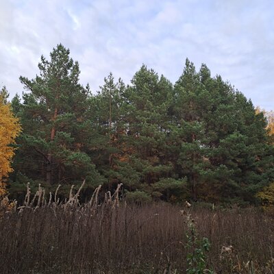 19_good_autumn_day_2.png