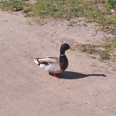 21_duck.png